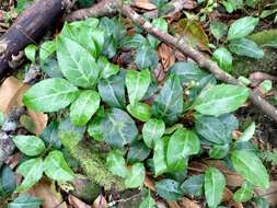 Image of Pyrola alboreticulata Hayata