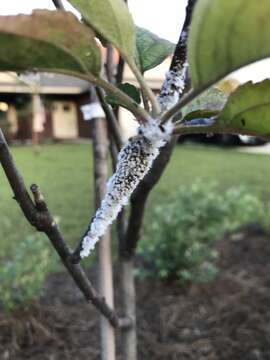 Image of Woolly Apple Aphid