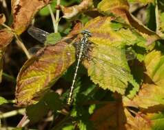 Image of Pronged Clubtail