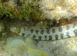 Image of Snowflake moray