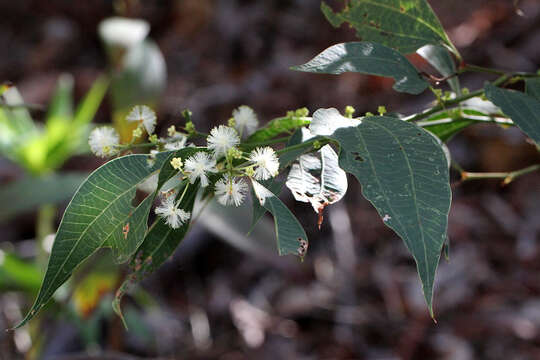 Image of Acacia urophylla Benth.