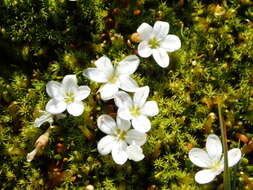 Image of Montia sessiliflora (G. Simpson) Heenan