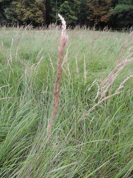 Imagem de Calamagrostis epigejos (L.) Roth