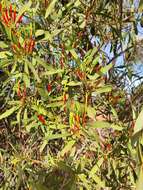 Image of Northern mistletoe