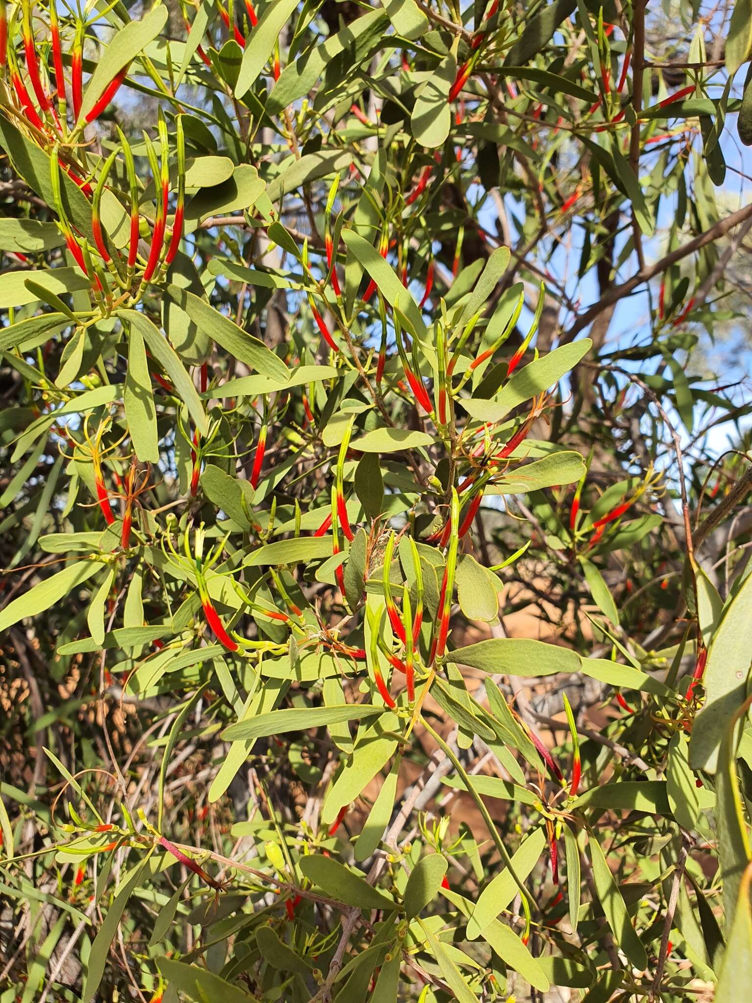 Image of Northern mistletoe