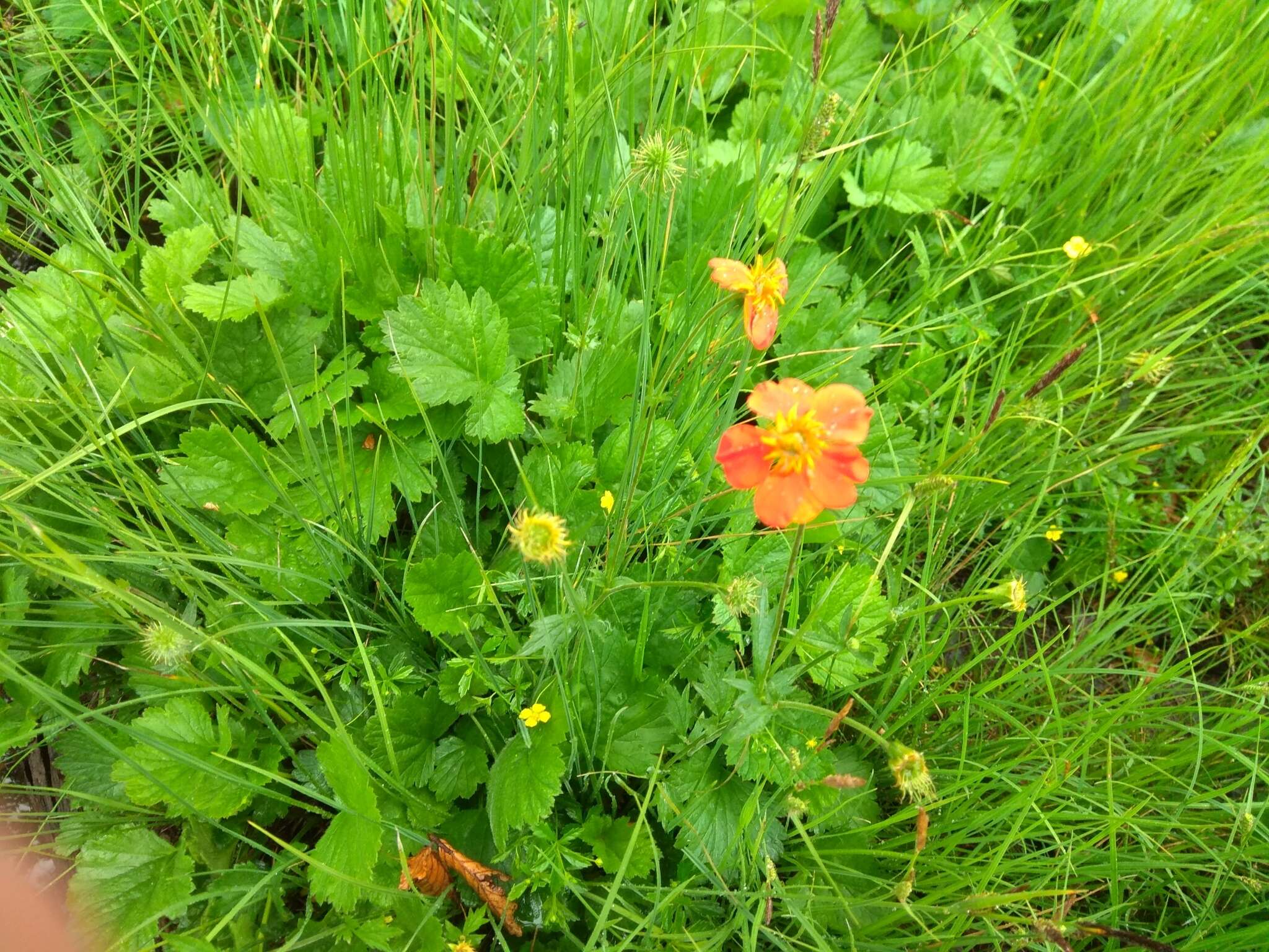 Image of Geum coccineum Sibth. & Sm.