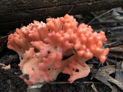 Image of Ramaria botrytoides (Peck) Corner 1950