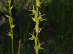 Image of Swamp leek orchid