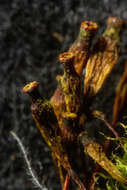 Image of Black fruited stink moss