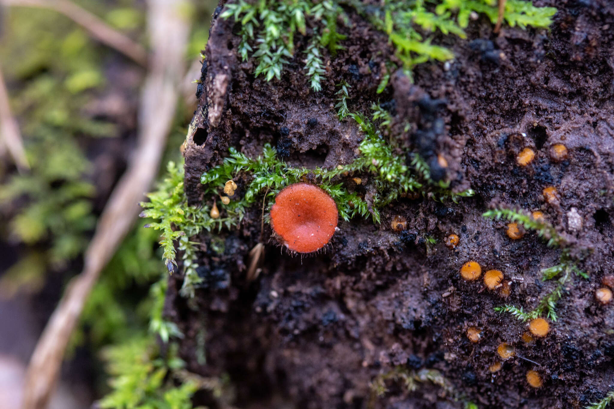 Image of Scutellinia olivascens (Cooke) Kuntze 1891