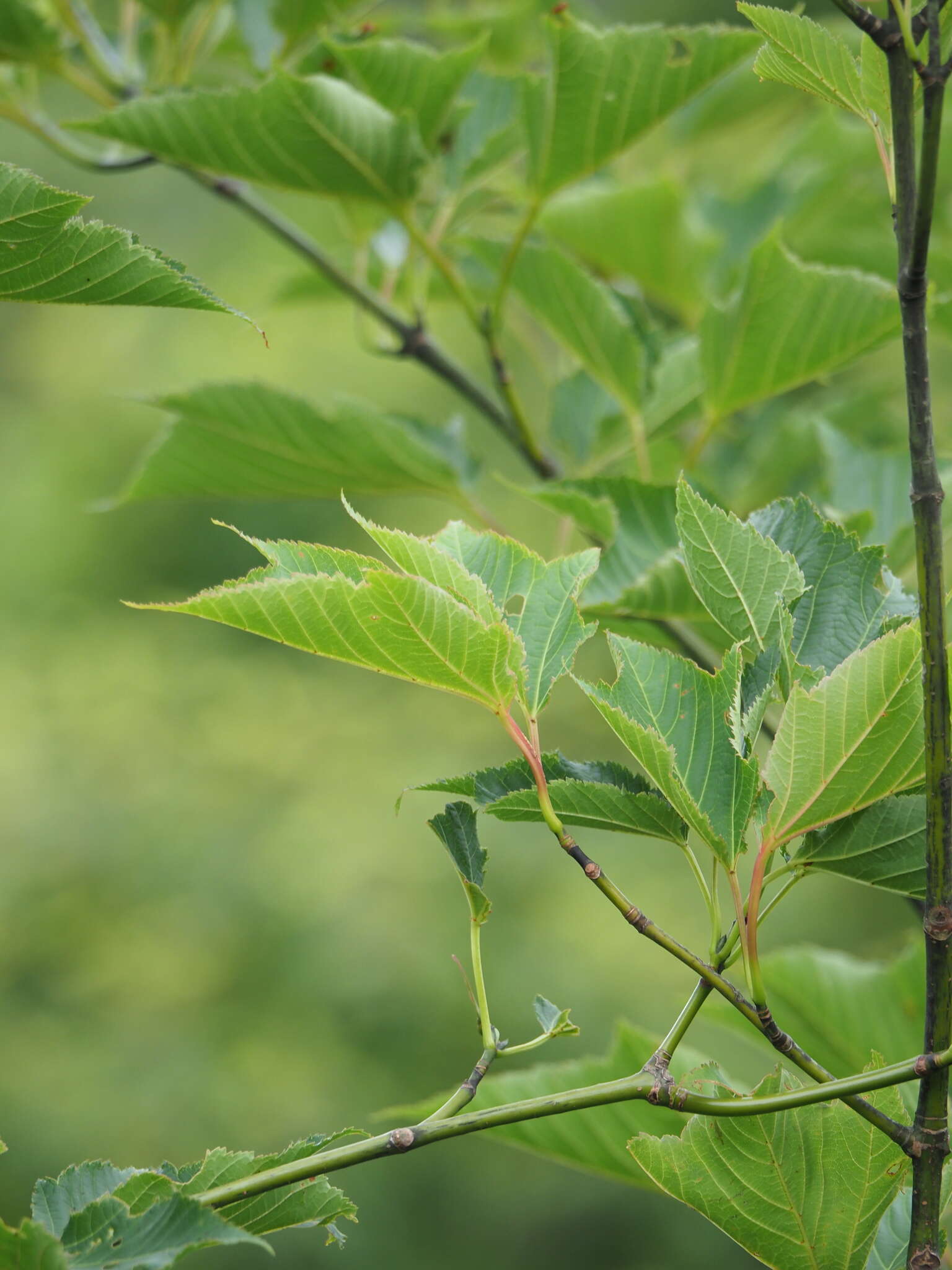 Plancia ëd Acer capillipes Maxim. ex Miq.