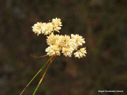 Imagem de Luzula lactea (Link) E. H. F. Meyer