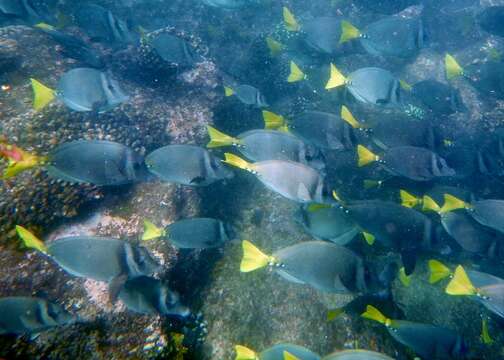 Image of Razor Surgeonfish