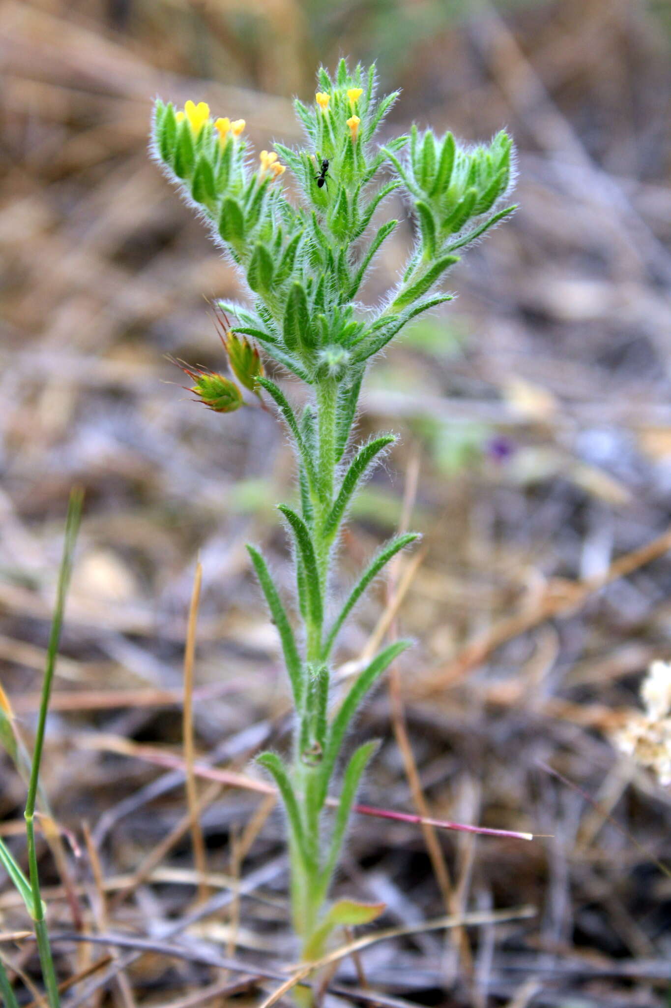 Image de Neatostema apulum (L.) I. M. Johnst.