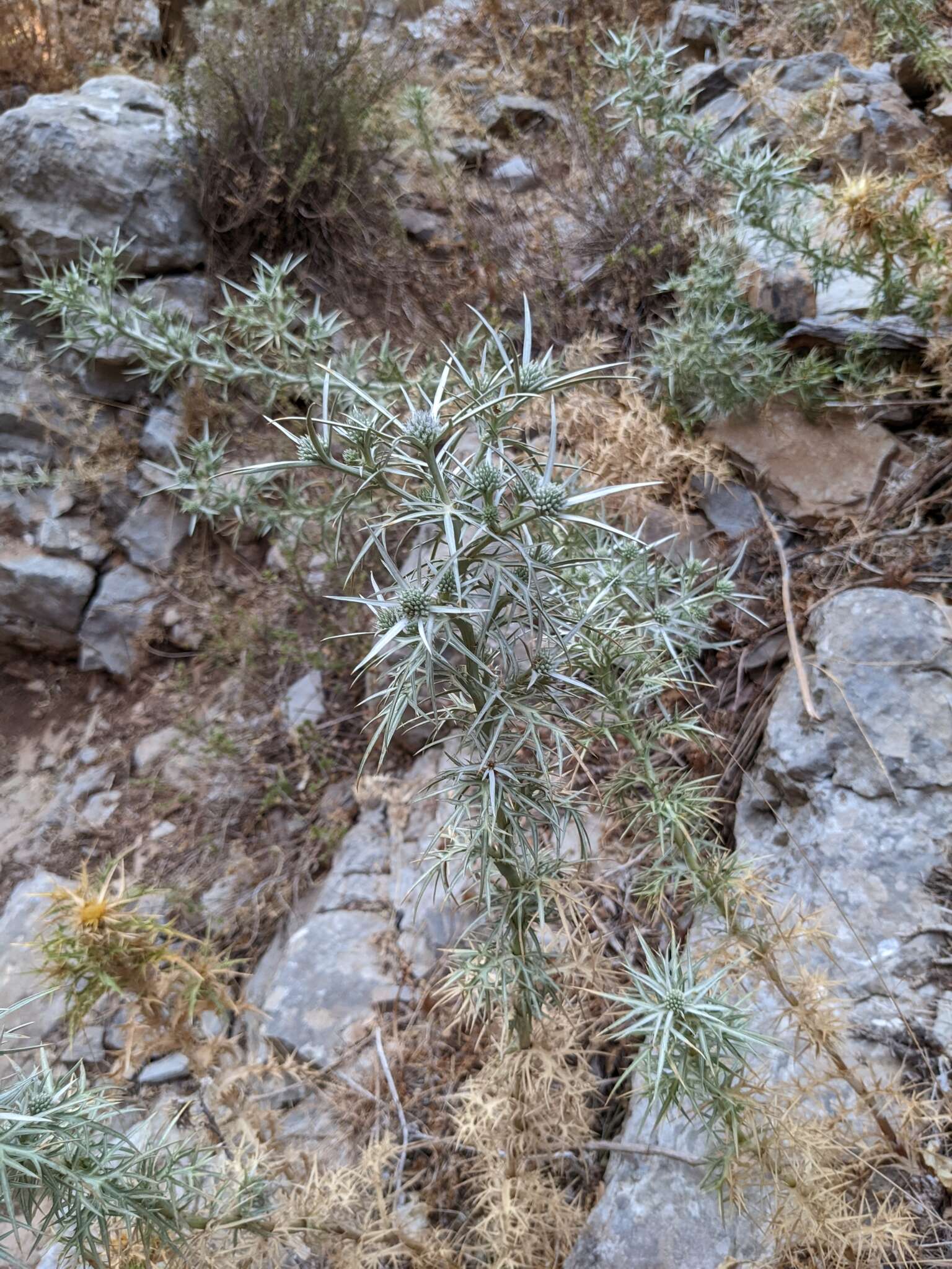 Image of Eryngium glomeratum Lam.