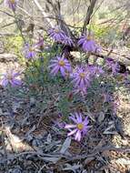 Image of Olearia magniflora F. Müll.