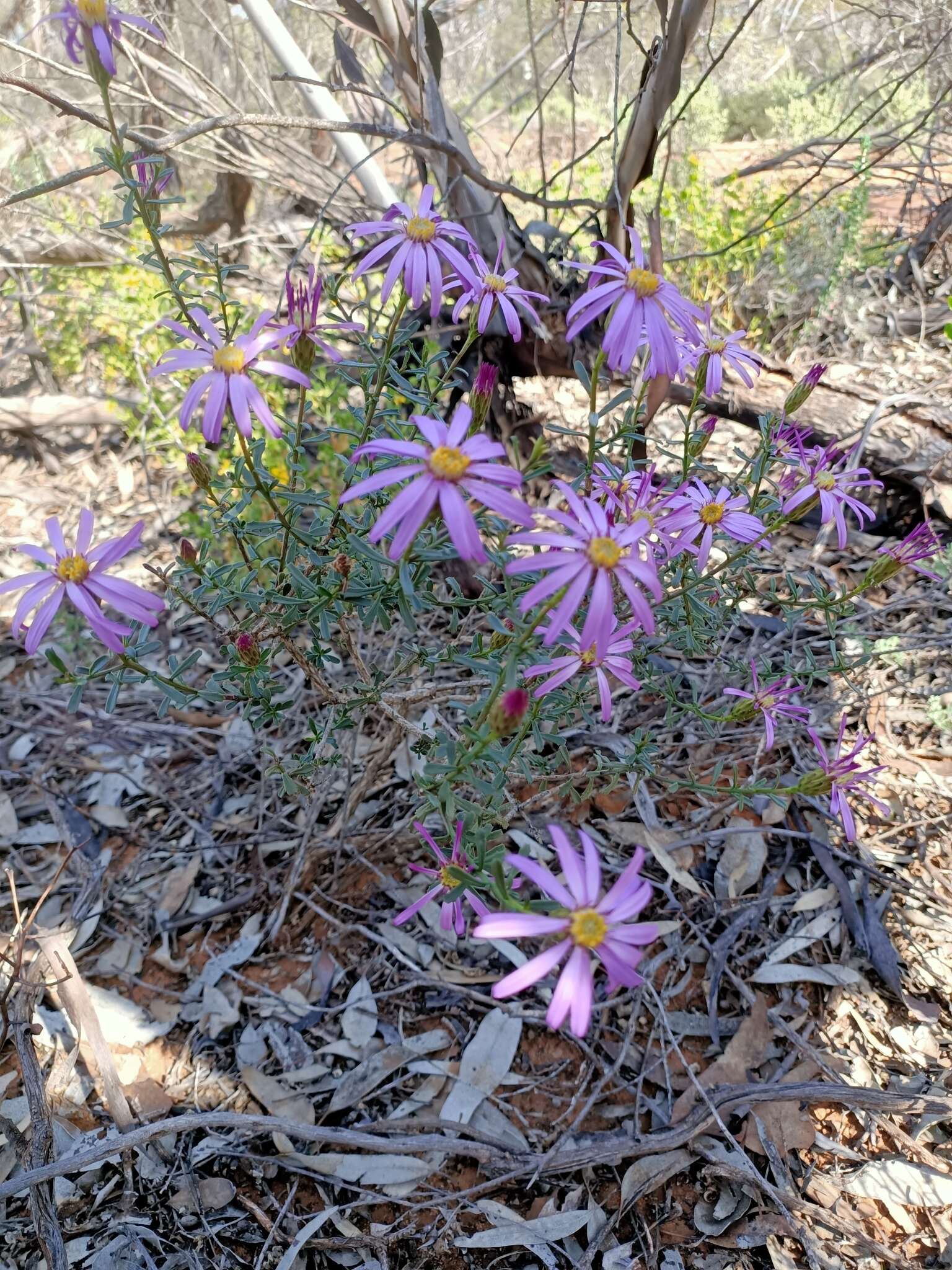 Image of splendid daisy-bush