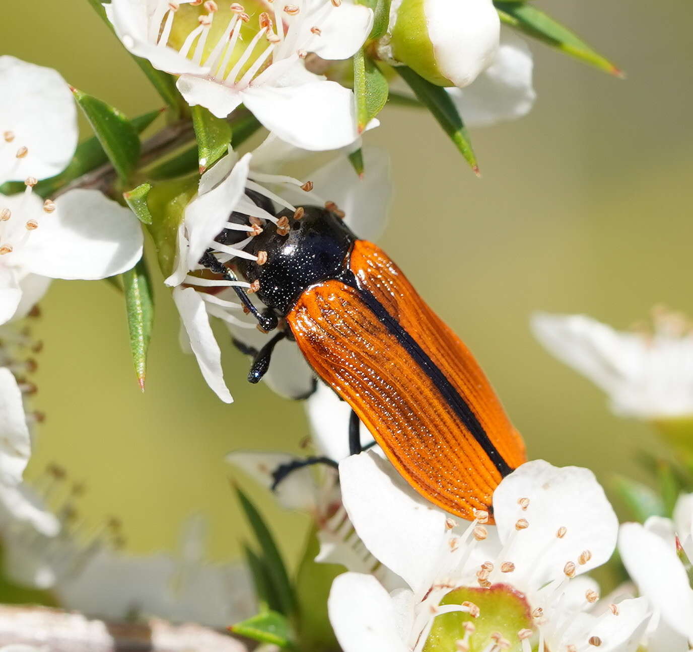 Image of Castiarina rufipennis (Kirby 1818)