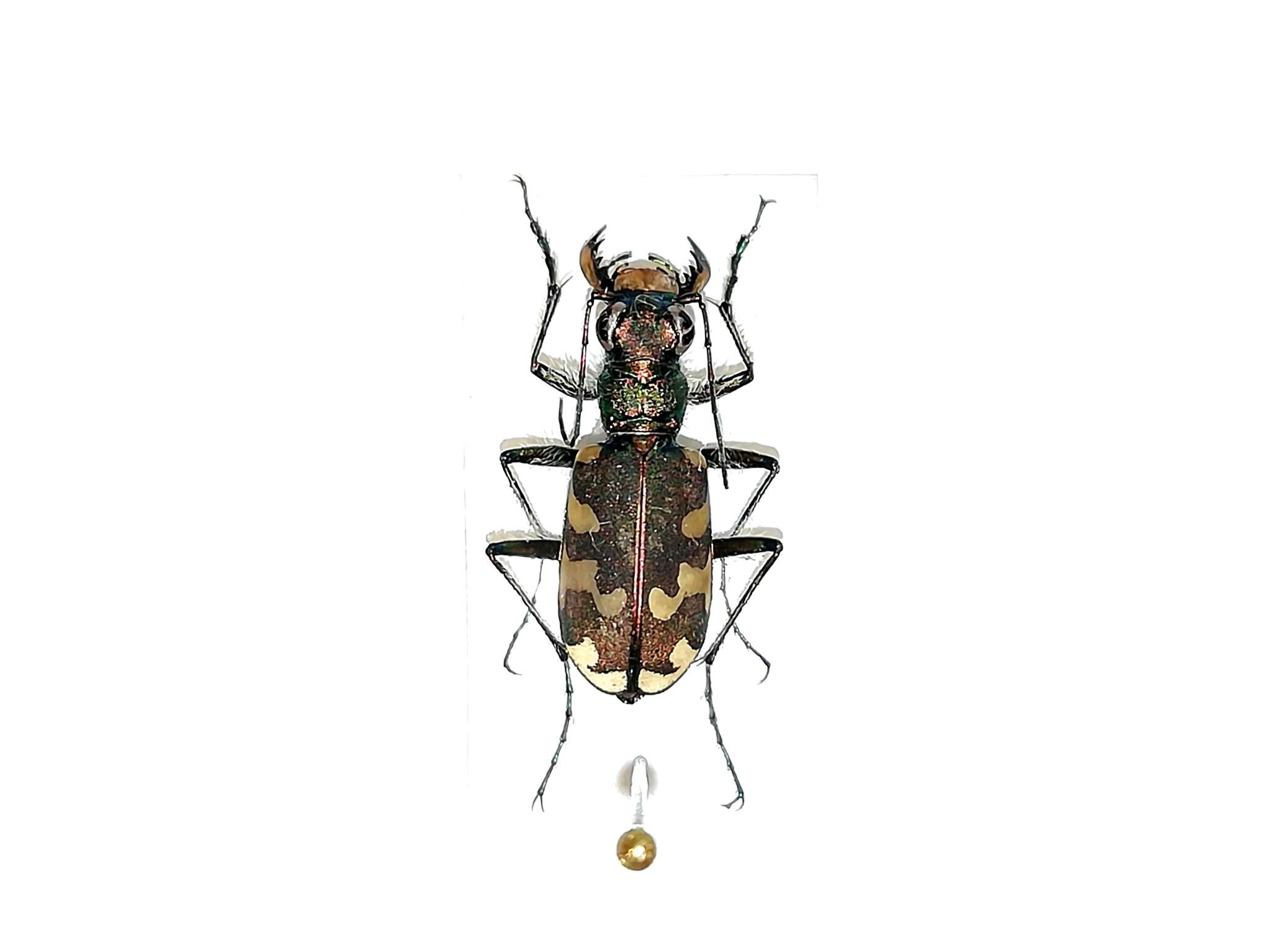 Слика од Cicindela hybrida kozhantshikovi