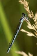 Image of Common Blue Damselfly