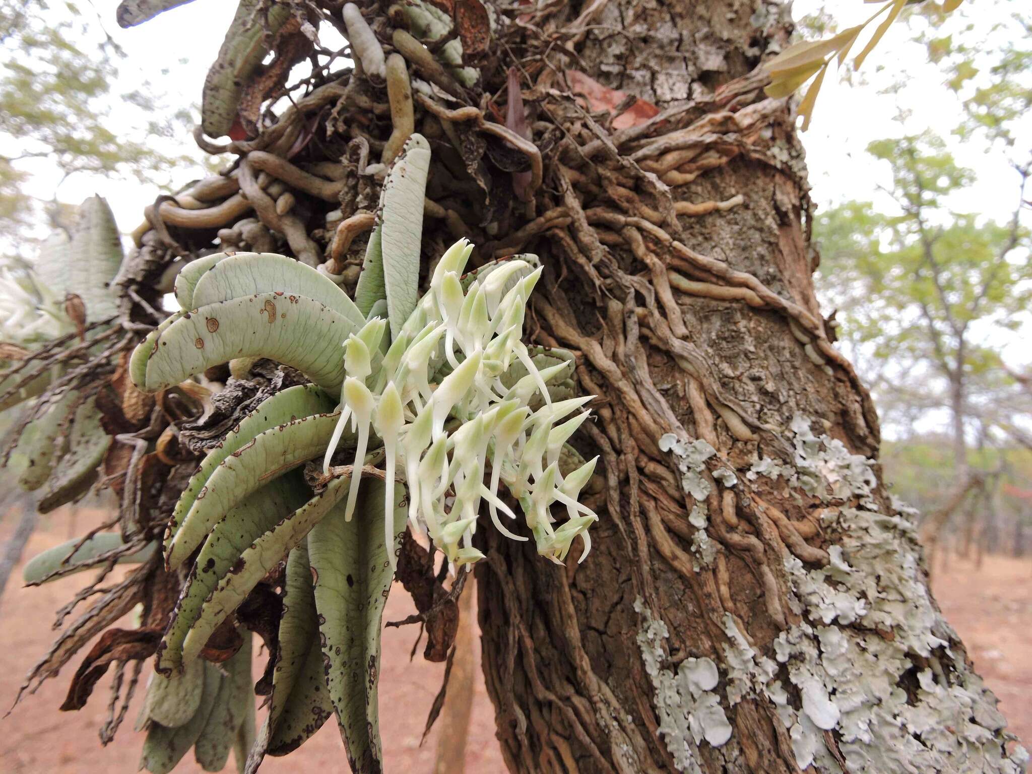 Image of Cyrtorchis crassifolia Schltr.