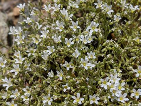 Image of Nuttall's sandwort