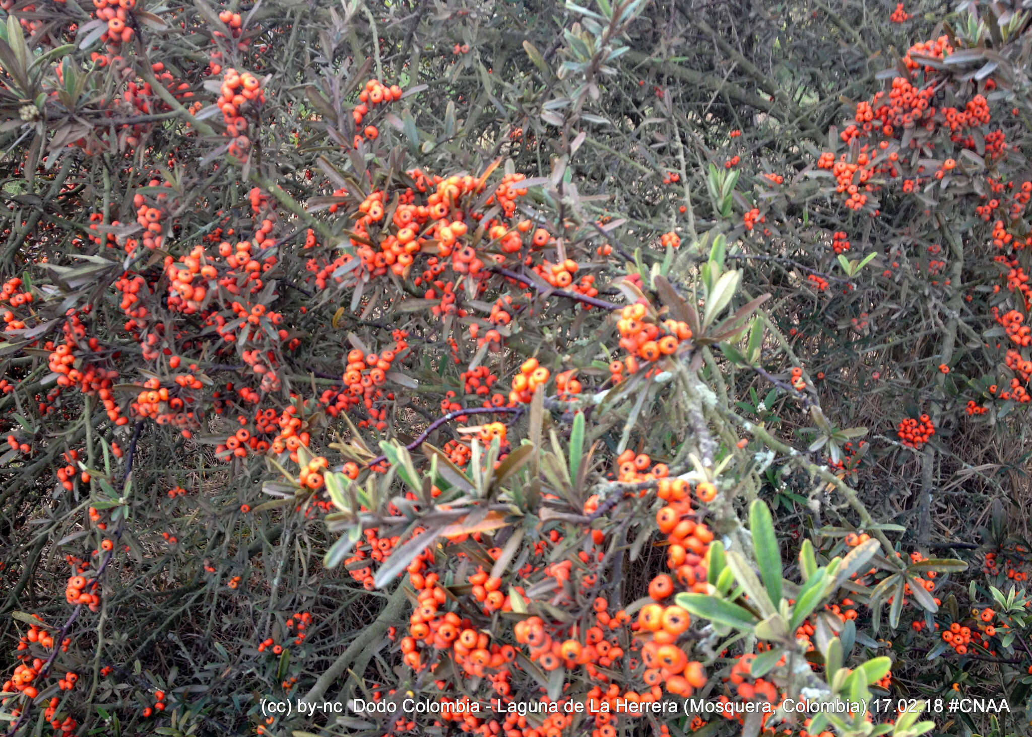 Image de Pyracantha angustifolia (Franch.) C. K. Schneid.