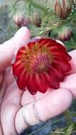 Image of Protea nana (Berg.) Thunb.