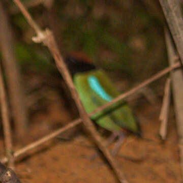 Image of Pitta sordida cucullata Hartlaub 1843