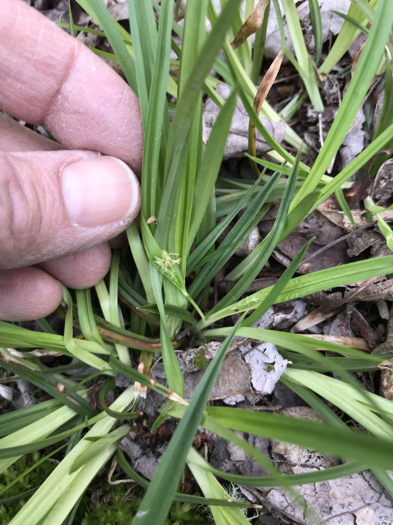 Image of thicket sedge