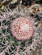 Imagem de Melocactus bahiensis subsp. amethystinus (Buining & Brederoo) N. P. Taylor