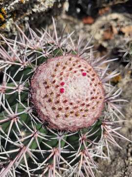 Melocactus bahiensis subsp. amethystinus (Buining & Brederoo) N. P. Taylor resmi