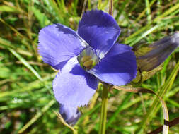 Image of grand fringed gentian