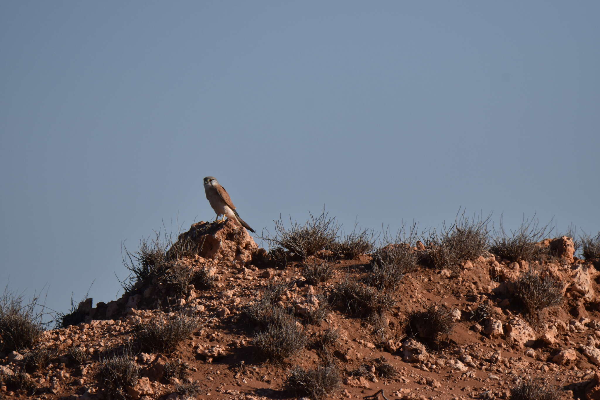 Image of Australian Kestrel