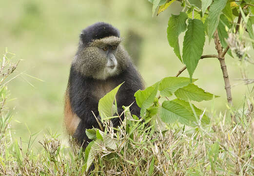 Image of Golden monkey