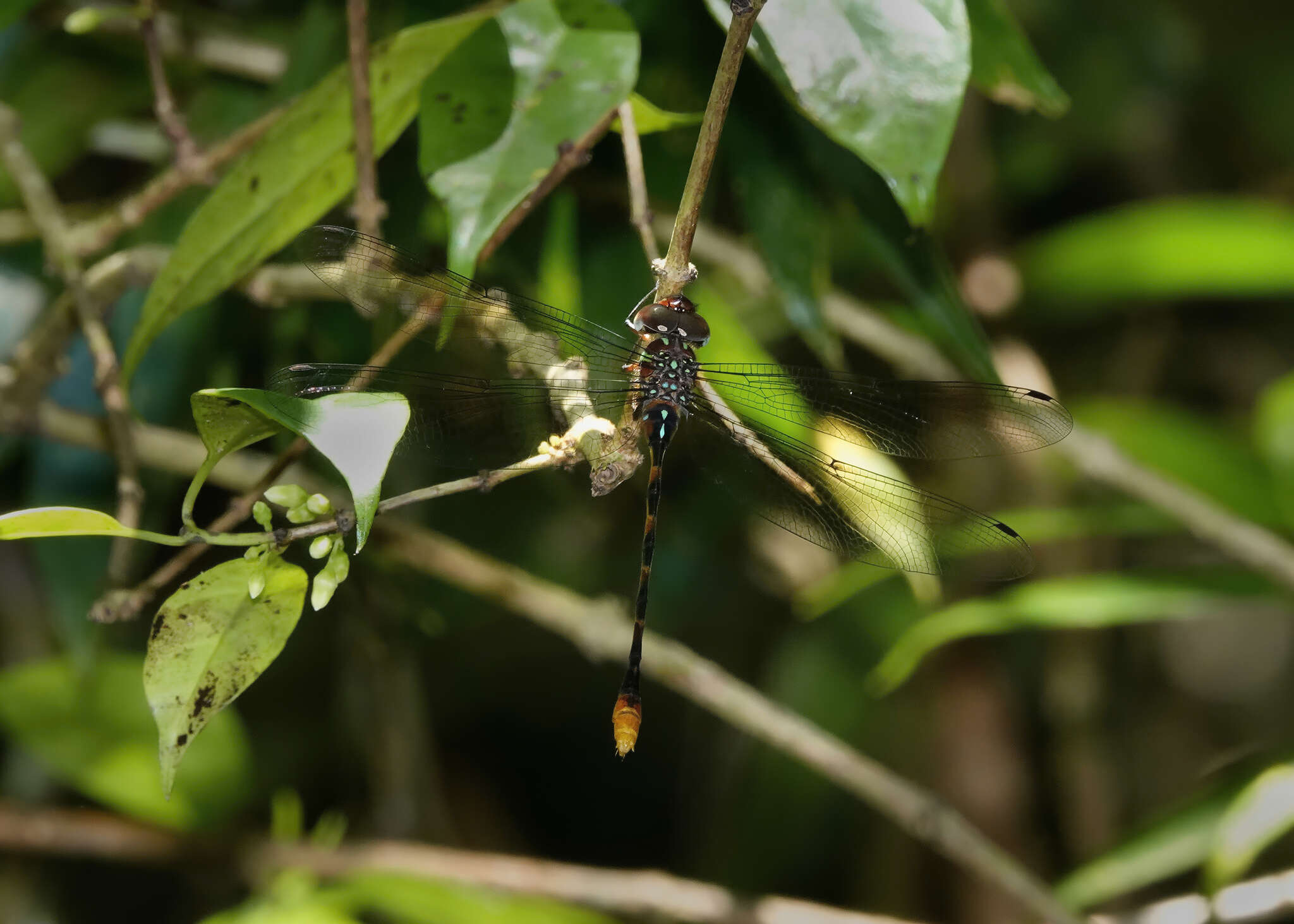 Image of Ochre-tipped Darner