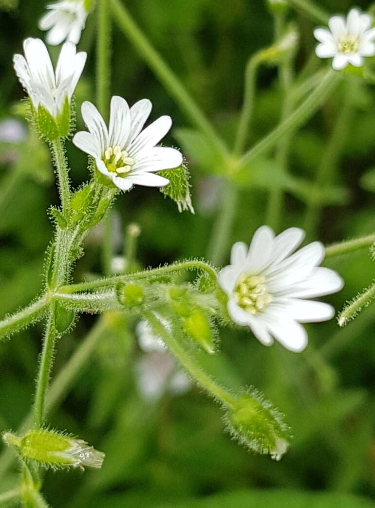 Image of Mexican Starwort