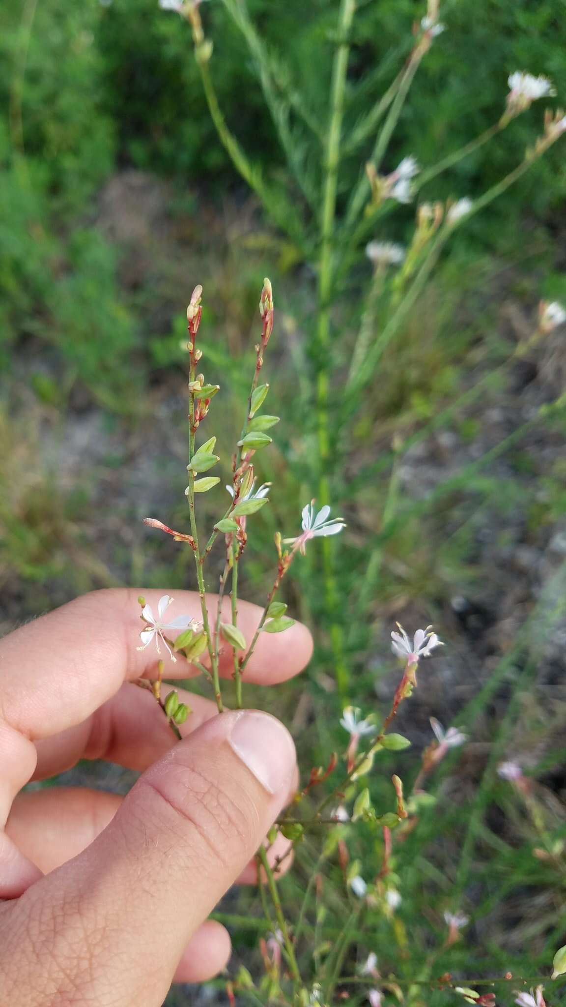 Sivun Oenothera simulans (Small) W. L. Wagner & Hoch kuva