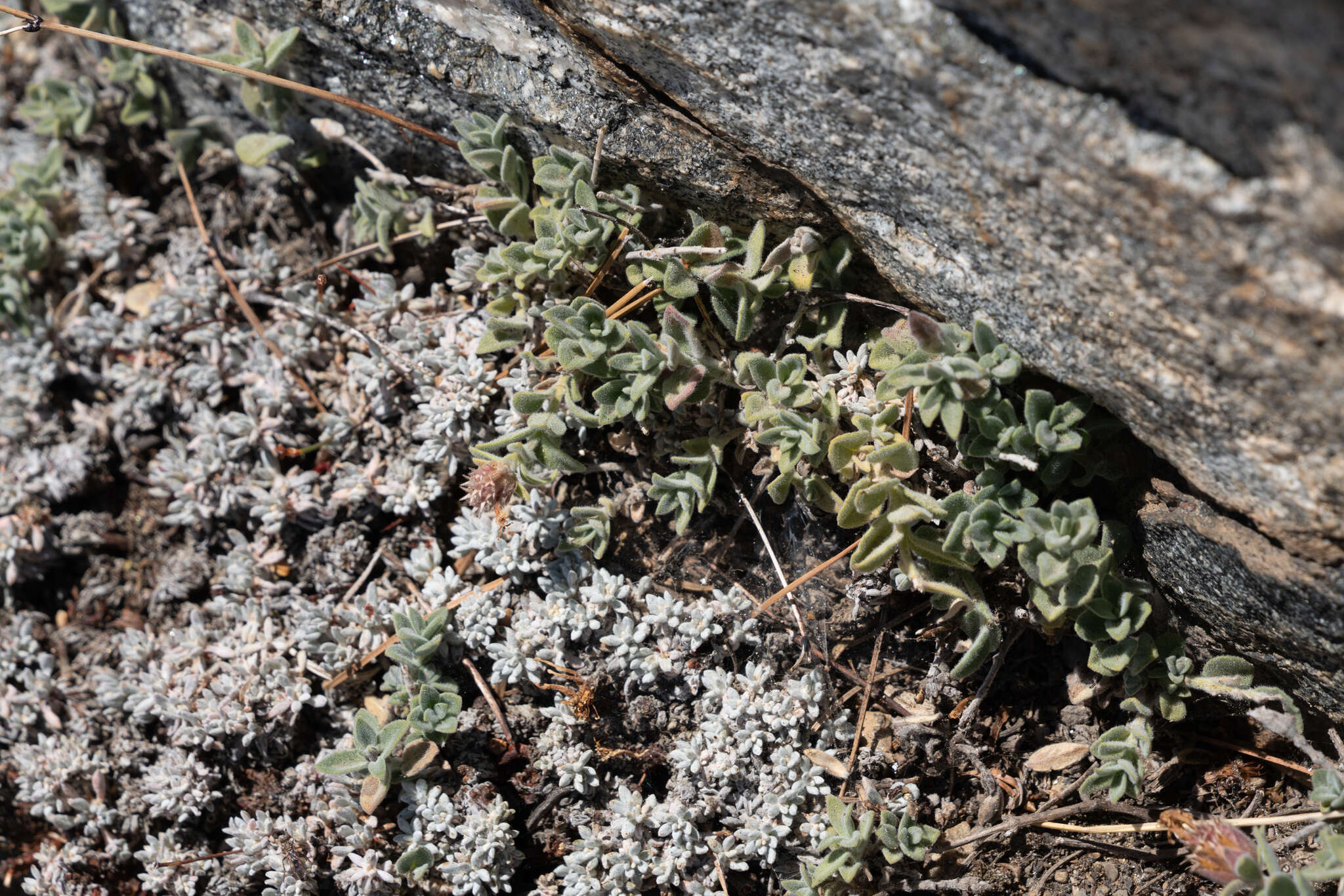 Monardella australis subsp. cinerea (Abrams) A. C. Sanders & Elvin的圖片