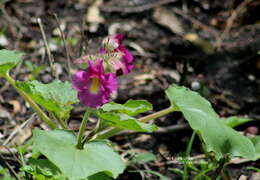 Image of Proboscidea louisianica subsp. fragrans (Lindl.) Bretting