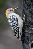 Image of Golden-fronted Woodpecker