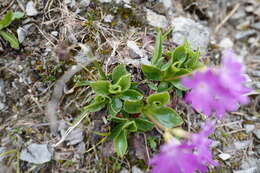 Image of Primula clusiana Tausch