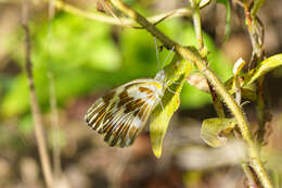 Image of Pinacopteryx eriphia (Godart (1819))