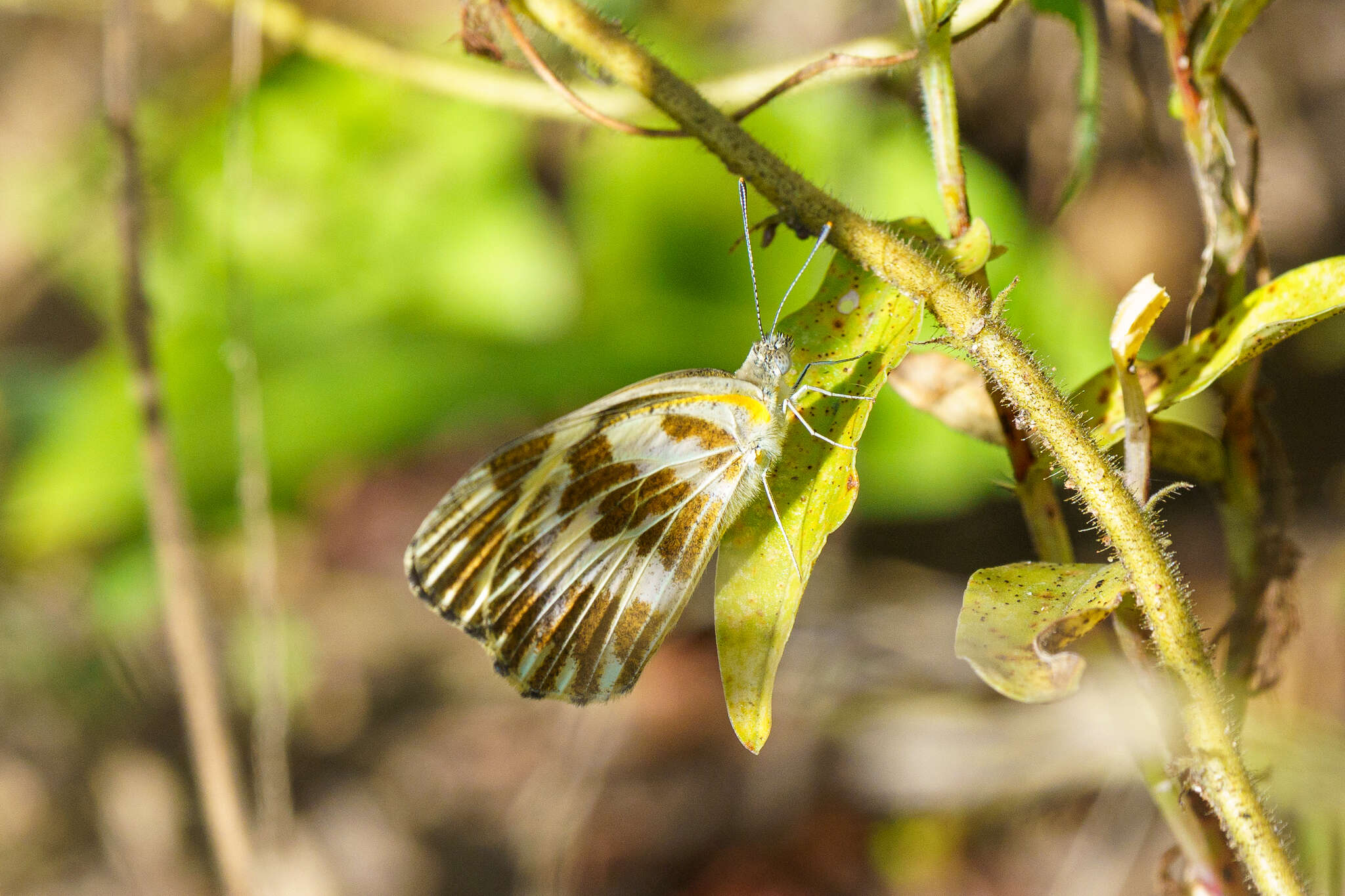 Sivun Pinacopteryx eriphia (Godart (1819)) kuva