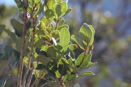 Image of Lithraea caustica Hook. & Arn.