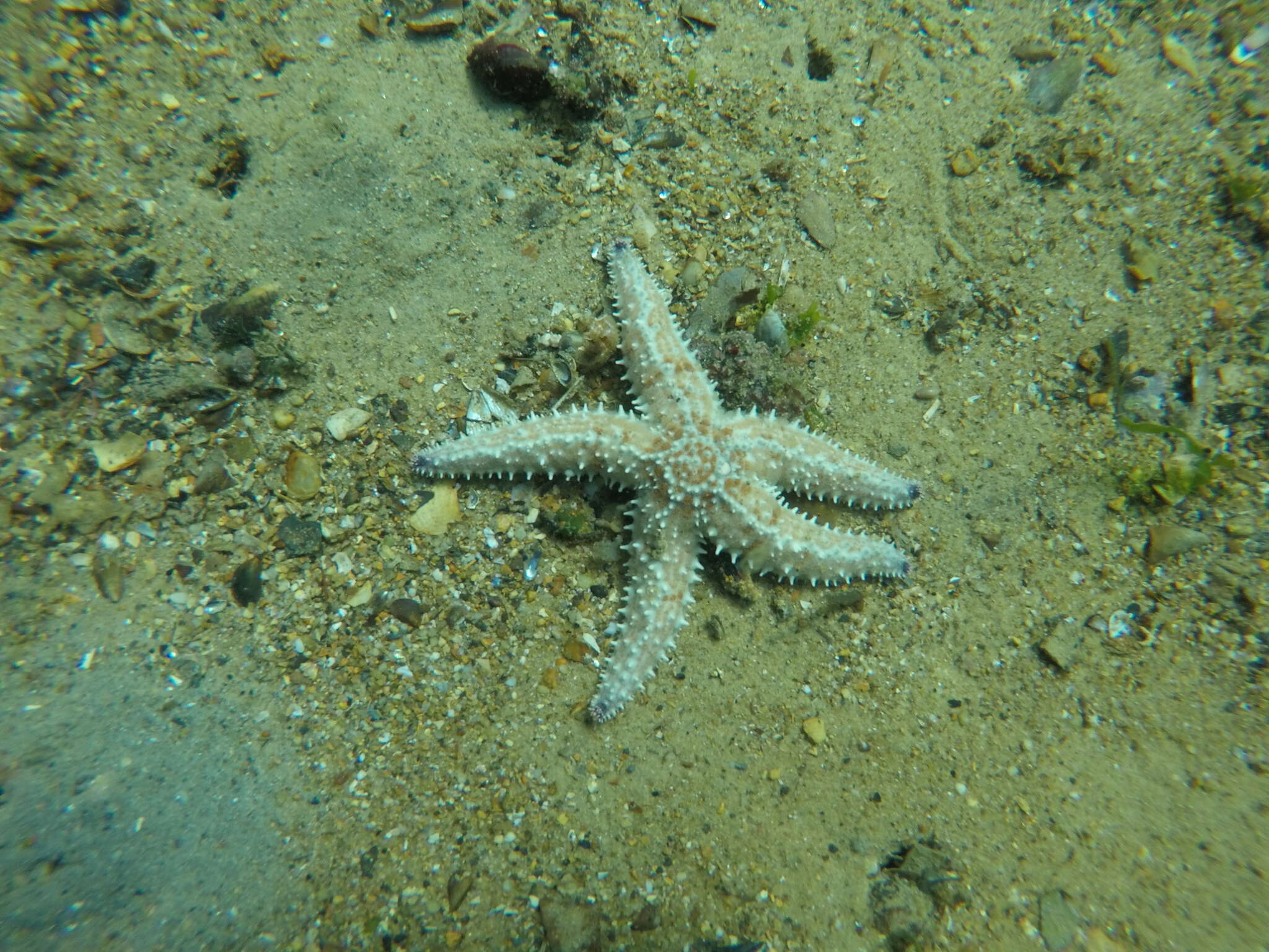 Image of Marthasterias africana (Müller & Troschel 1842)