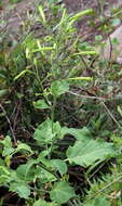 Nicotiana paniculata L. resmi