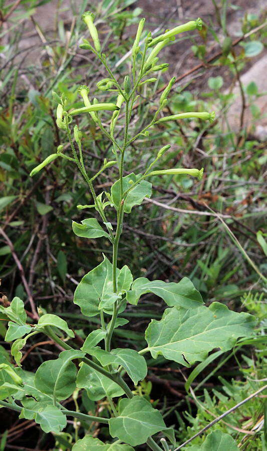 Nicotiana paniculata L. resmi