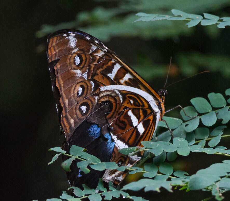 صورة Morpho cisseis Felder 1860