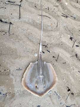 Image of Bennett's stingray